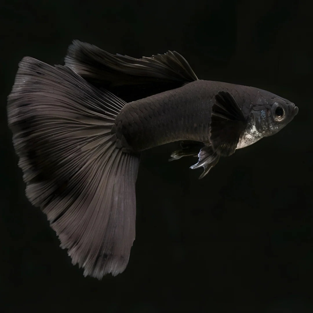 GUPPIES BLACK MOSCOW PAIRS (Poecilia reticulata)