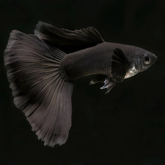 GUPPIES BLACK MOSCOW PAIRS (Poecilia reticulata) - Aquarists Across Canada