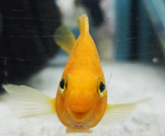 PEACH PARROT CICHLID (Amphilophus citrinellus x Paraneetroplus synspilus) 2404