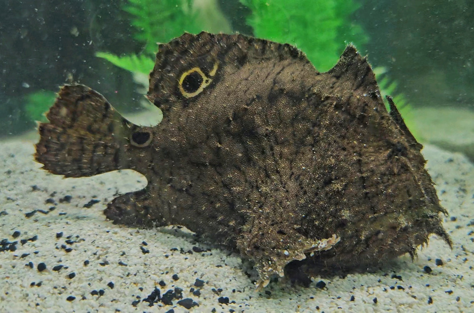 FRESHWATER FROGFISH (Antennarius biocellatus) 1.005sg (Brackish) – Aquarists Across Canada