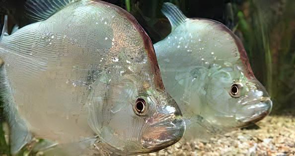 VIOLET LINE PIRANHA (Serrasalmus geryi) 6-7" - Aquarists Across Canada