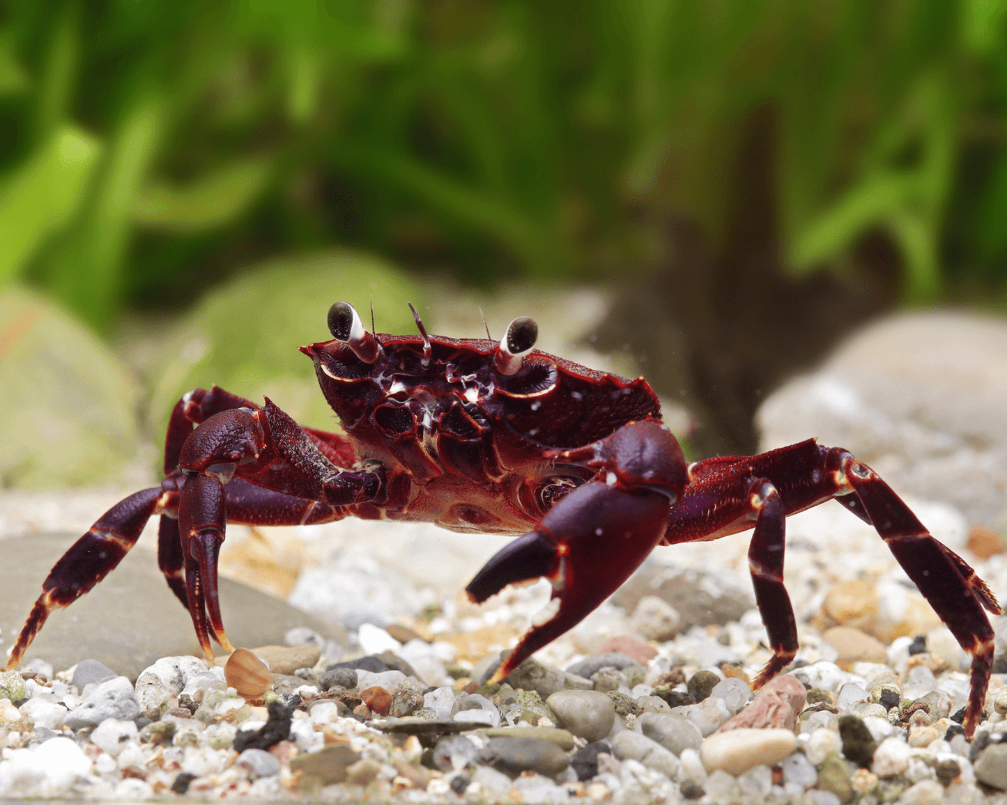 PURPLE MATANO CRAB (Parathelphusa matanensis) *Fully Aquatic*