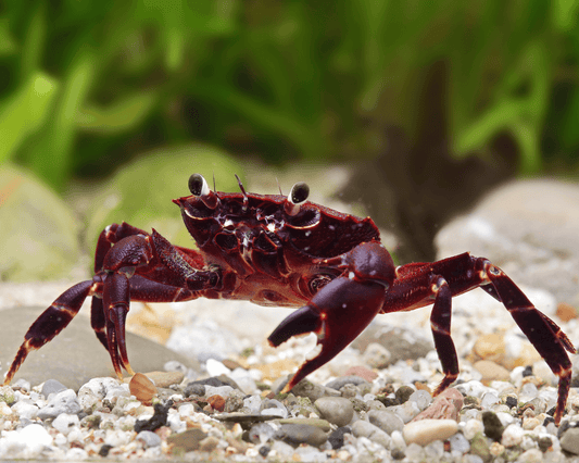 PURPLE MATANO CRAB (Parathelphusa matanensis) *Fully Aquatic*