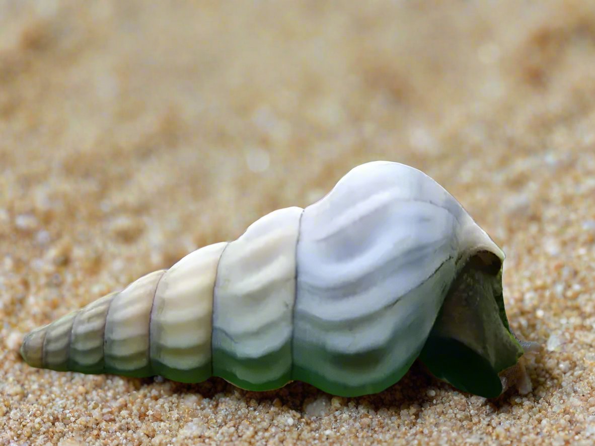 WHITE HERCULES SNAIL (Brotia herculea)