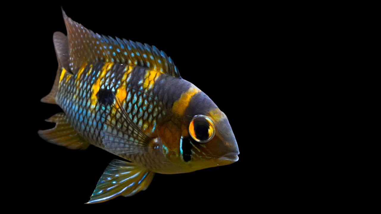 YELLOW ACARA (Aequidens Metae)