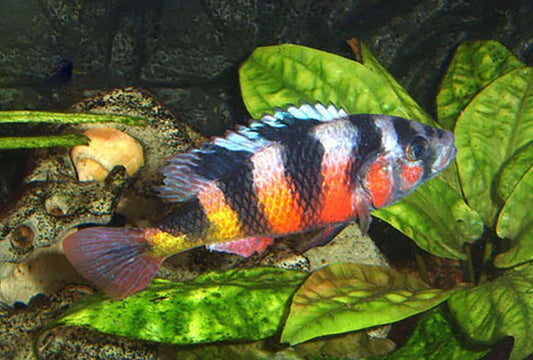 ZEBRA OBLIQUEDENS (Astatotilapia latifasciata)