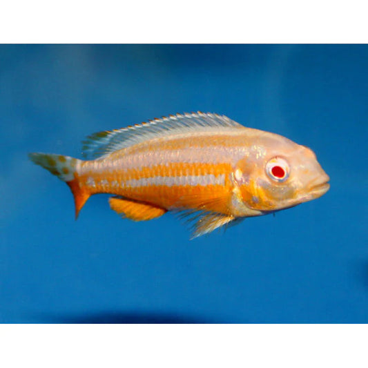 ALBINO AURATUS (Melanochromis Auratus .sp Albino) 4"
