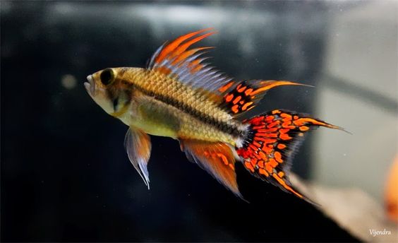 APISTOGRAMMA CACATOIDES DOUBLE RED (Apistogramma Cacatoides .sp)