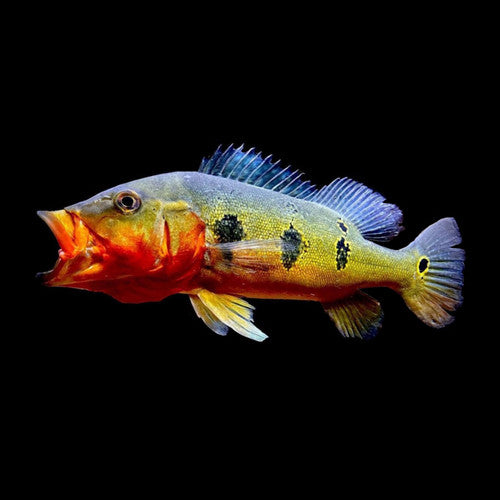 PEACOCK BASS *FOGO* (Cichla Marinae) 3-4" "ULTRA RARE"