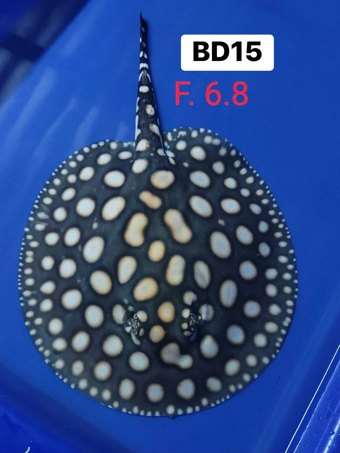 BLACK DIAMOND STINGRAY (Potamotrygon leopoldi) Price is for pair male and female Breeding pair