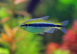 IMPERIAL LAPIS TETRA (Hyphessobrycon cyanotaenia)