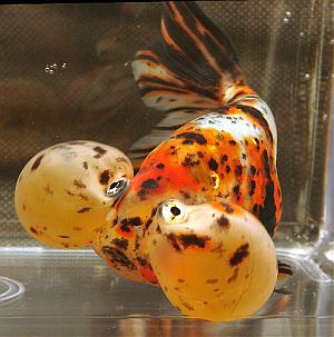 BUBBLE EYE (Carassius Auratus) 2"