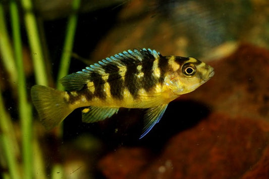 BUMBLEBEE MBUNA (Pseudotropheus Crabro)