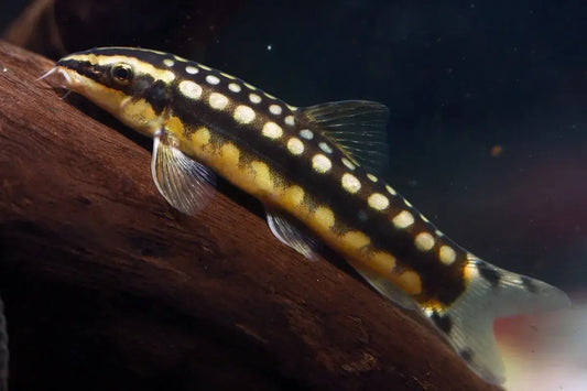 PYGMY CHAIN LOACH (Botia sidthimunki)