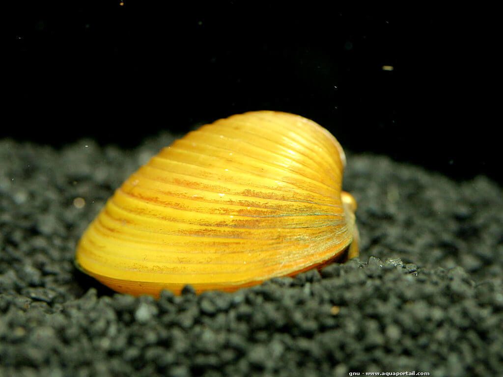Rainbow clam (Corbicula Javanicus .var)