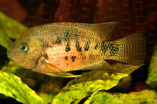 PANAMA CICHLID (Cryptoheros panamensis)