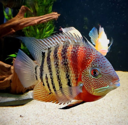 SEVERUM RED TIGER (Heros Severus Sp. Curare)