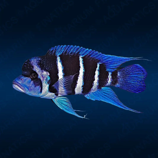 IBAKA FRONTOSA (Cyphotilapia .sp AIbaka) *RARE*