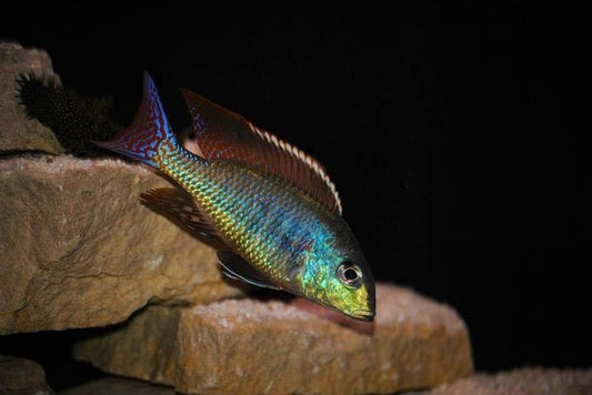 LETHRINOPS MARGINATUS 6"