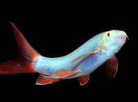 GLO RAINBOW SHARK *COSMIC BLUE* (Epalzeorhynchos frenatum)