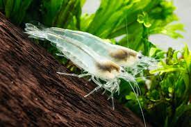 WHITE AMANO SHRIMP (Caridina multidentata)