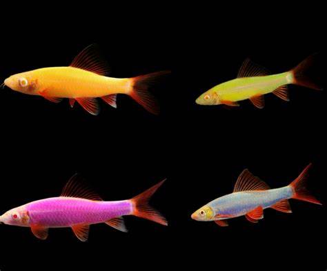 GLO RAINBOW SHARK *ASSORTED* (Epalzeorhynchos frenatum