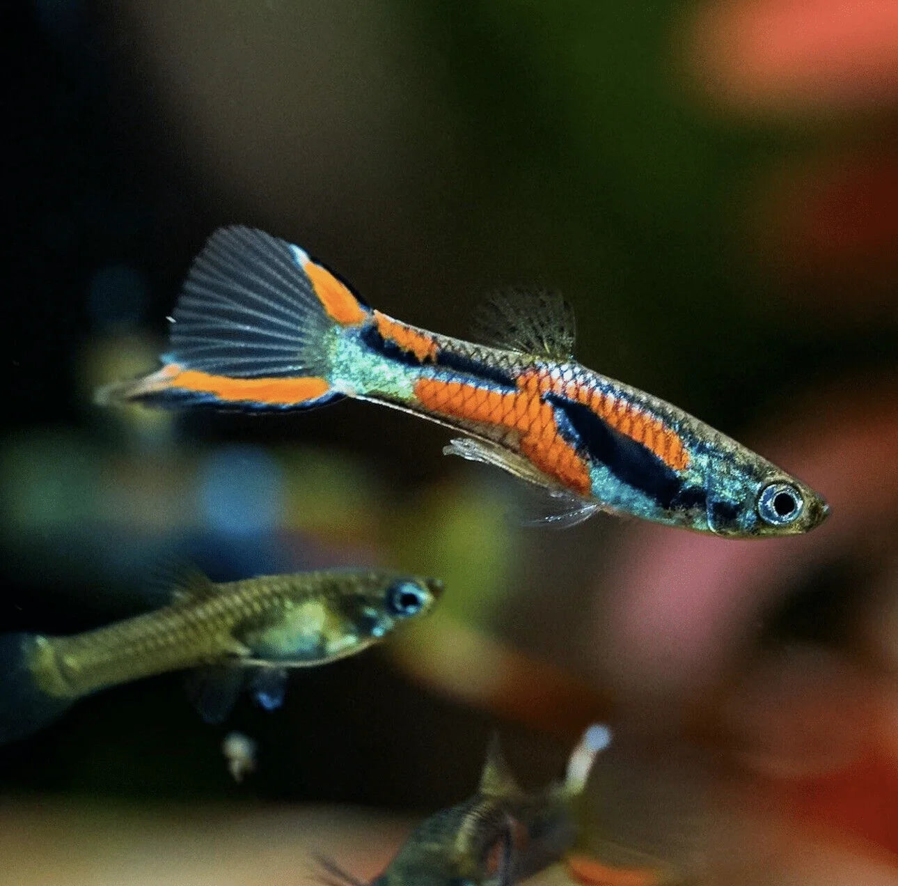 ENDLER RAINBOW PAIRS (Poecilia wingei)
