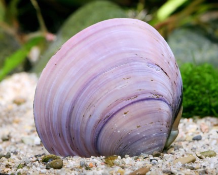 VIOLET JEWEL CLAM (Bivalvia .sp)