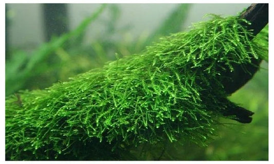 JAVA MOSS (Large portion)