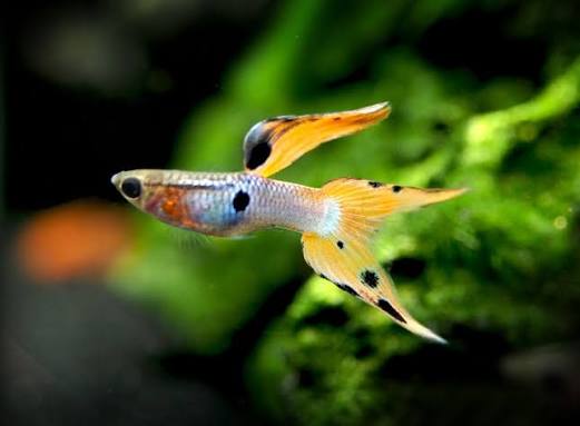ENDLER JAPAN RED DOUBLE SWORD PAIRS (Poecilia wingei)