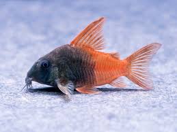CONCOLOR CORYDORA (Hoplisoma sp. CW217) - Aquarists Across Canada