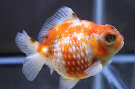 PINGPONG DRAGON EYE GOLDFISH A GRADE (Carassius Auratus) 2.5"