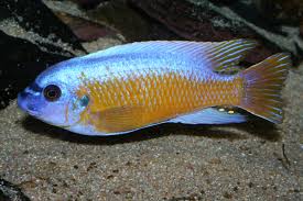 Labeotropheus fuelleborni (Katale)