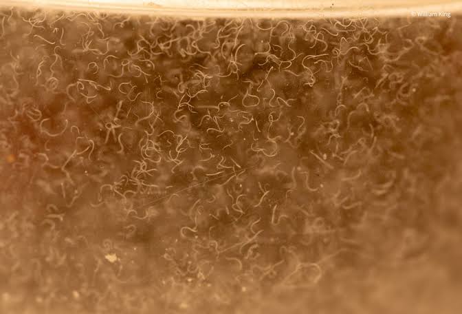 Vinegar eels (Turbatrix aceti)