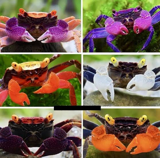 ASSORTED VAMPIRE CRAB (Geosesarma dennerle) *Terrestrial*