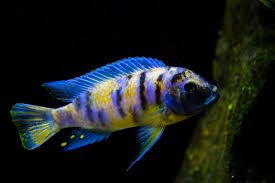 MAYLANDIA .SP ZEBRA "CHIOFU"