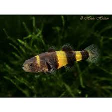 BUMBLEBEE GOBY (Brachygobius Doriae)
