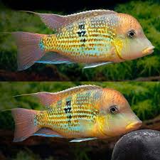 GOLD DUST EARTHEATER (Geophagus .sp "Altu Sinu") *RARE* 3" - Aquarists Across Canada