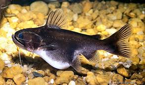 GULPER CATFISH (Asterophysus batrachus)
