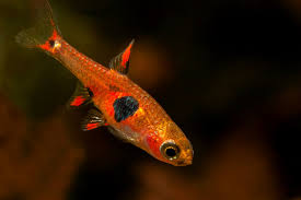 RED MICROS RASBORA (Boraras naevus) - Aquarists Across Canada