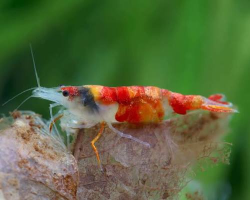 KOI SUNBURST SHRIMP (Neocaridina denticulata Var) Taiwan S grade - Aquarists Across Canada