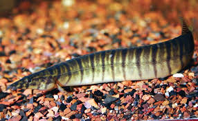 ZEBRA SPINEY EEL ( Macrognathus zebrinus) - Aquarists Across Canada
