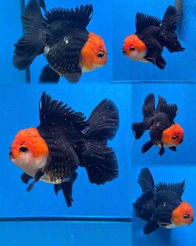 RED BLACK APACHE ORANDA (carassius Auratus) 4"