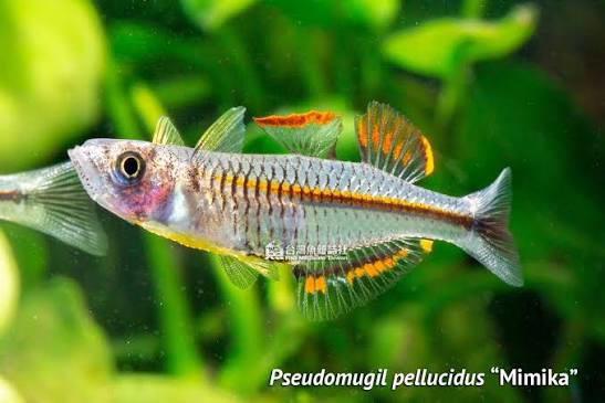 TRANSPARENT BLUE EYE RAINBOW (Pseudomugil pellucidus "Mimika")