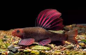 PURPLE SAILFIN GUDGEON (Microphysiogobio Tafangensis) *RARE*