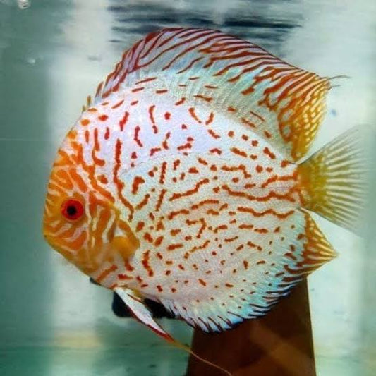 DISCUS WHITE PIGEON *Symphysodon aequifasciatus* 3" - Aquarists Across Canada