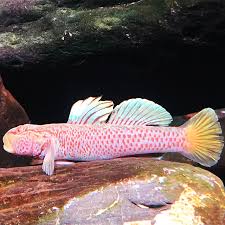 BLUE FIN BROOK GOBY (rhinogobius shennongensis)