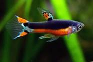 ENDLER SANTA MARIA PAIRS (Poecilia wingei)