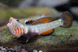 WHITE CHEEK GOBY (rhinogobius duospilus)
