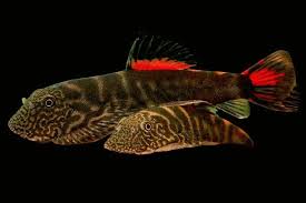 BLOODY MARY HILLSTREAM LOACH (Pseudogastromyzon sp Bloody Mary)